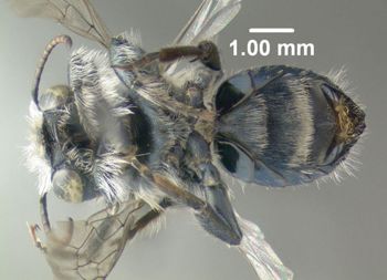 Media type: image;   Entomology 610958 Aspect: habitus ventral view